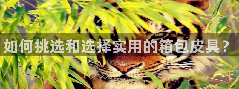 意昂3娱乐